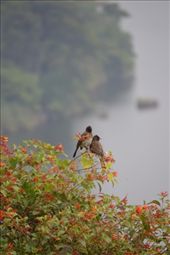 Bird life at Ndali Lodge.: by steve_and_emma, Views[171]