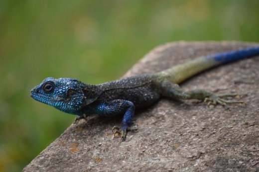 Agama lizard.