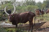Ankole cattle in a small fishing village near QE NP.: by steve_and_emma, Views[303]