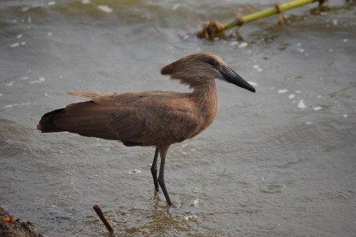 Hammerkop.