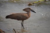 Hammerkop.: by steve_and_emma, Views[245]