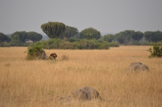 A distant lion on Kasenyi plains, QENP.