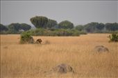 A distant lion on Kasenyi plains, QENP.: by steve_and_emma, Views[347]