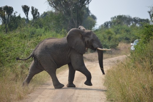 A herd of about 60-70 elephants crossed our path on the way to Mweya, QENP.