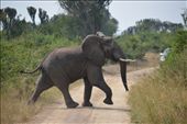 A herd of about 60-70 elephants crossed our path on the way to Mweya, QENP.: by steve_and_emma, Views[181]
