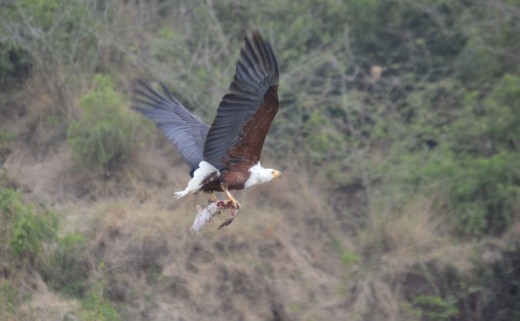 An African fish eagle living up to its name.