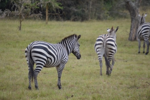 Zebras in Lake Mburu NP, the only place in Uganda to see donkeys in pyjamas !