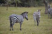 Zebras in Lake Mburu NP, the only place in Uganda to see donkeys in pyjamas !: by steve_and_emma, Views[222]