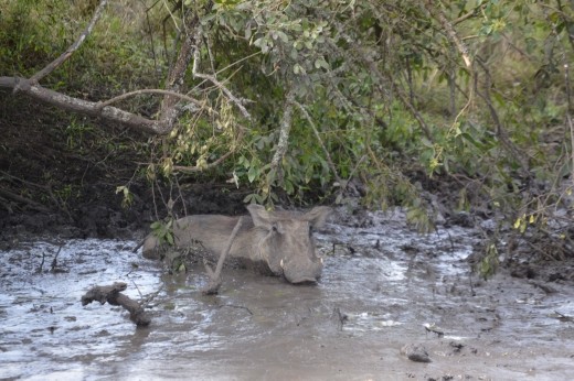 Happy as a hog in mud !