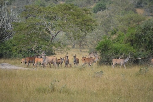 A large herd of eland, another only in Mburu experience.