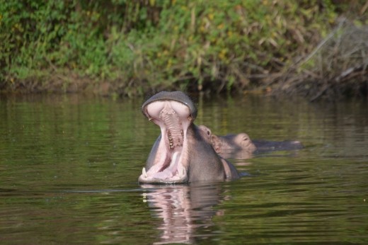 No not tired, a sign of aggression.