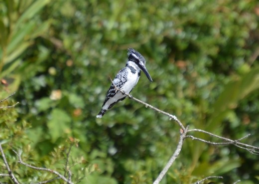 Pied kingfishers are numerous around Uganda.