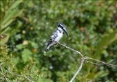 Pied kingfishers are numerous around Uganda.: by steve_and_emma, Views[154]