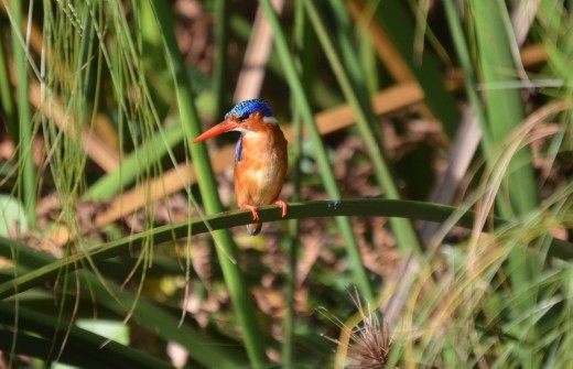 A malachite kingfisher.