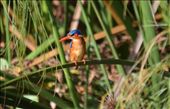 A malachite kingfisher.: by steve_and_emma, Views[159]