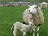 Mint sauce ....: by steve_and_emma, Views[356]