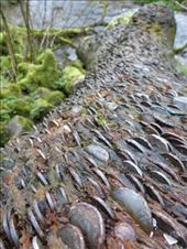 Why are there coins stuck in this fallen tree? My mum always said money doesn't grow on trees!: by steve_and_emma, Views[356]