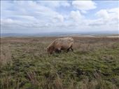 A hairy cow!: by steve_and_emma, Views[351]