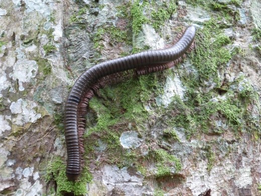 Creepy crawlies in Mpanga.