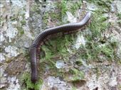 Creepy crawlies in Mpanga.: by steve_and_emma, Views[448]