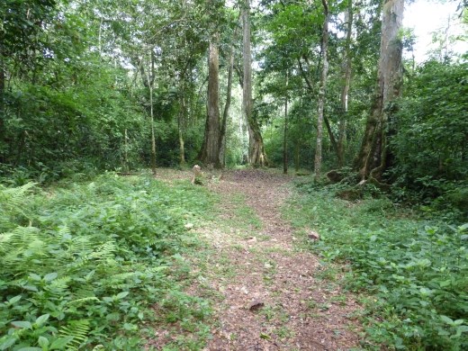 The Baseline Trail is a good trail for spotting birds on.