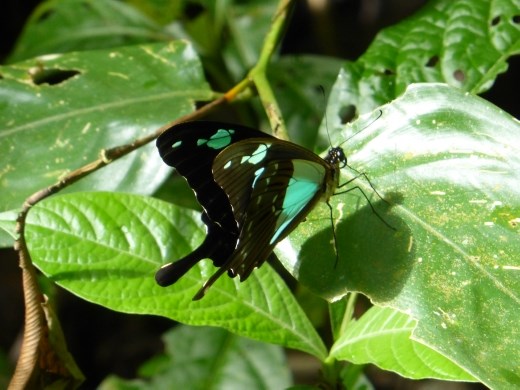 The forest was alive with butterflies.