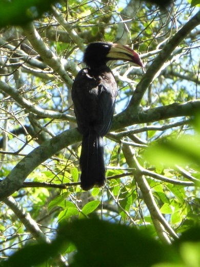 We saw lots of hornbills.
