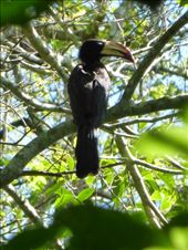 We saw lots of hornbills.: by steve_and_emma, Views[428]