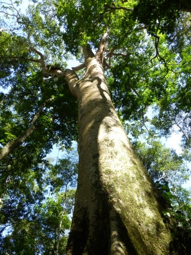 A giant fig tree in the reserve.