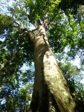 A giant fig tree in the reserve.: by steve_and_emma, Views[333]