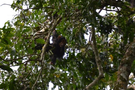 We were not too hopeful of finding the chimps as we were told Kyambura means to search and fail! But we were lucky and found 2 groups!