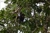 We were not too hopeful of finding the chimps as we were told Kyambura means to search and fail! But we were lucky and found 2 groups!: by steve_and_emma, Views[290]