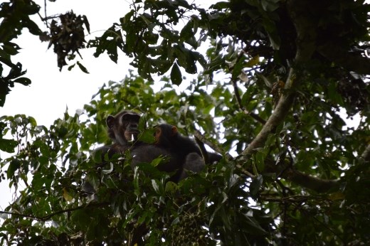 Mother and baby chimpanzee.