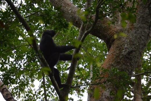 As we observed the second group of chimps we were serenaded with a lot of whooping. 
