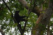 As we observed the second group of chimps we were serenaded with a lot of whooping. : by steve_and_emma, Views[332]