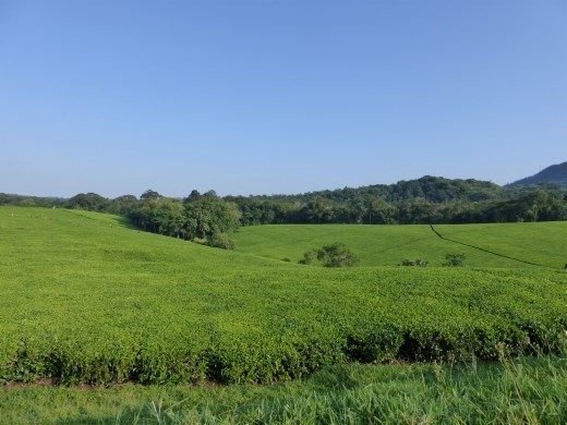 After the rains, the scenery is very lush around SW Uganda.