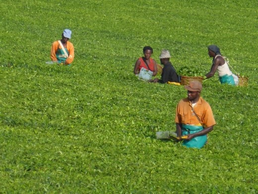 Tea picking near Ishaka.