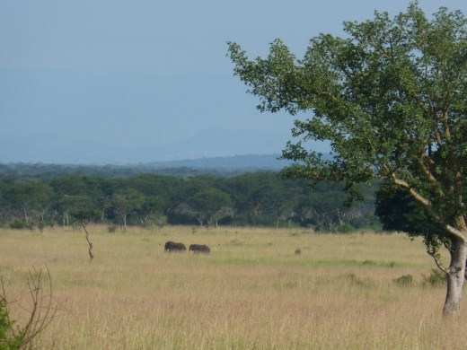 Even before we got into the park we spotted these great beasts in the distance.