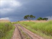The road to Kyambura Gorge is not the best and it was even worse on the way out in a storm!: by steve_and_emma, Views[292]