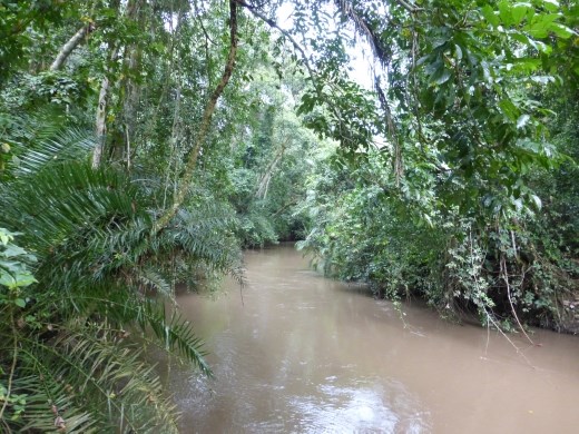The Kyambura River at the bottom of the gorge.