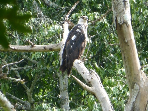 A palm-nut vulture.