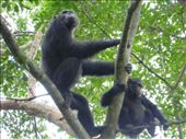 There were about 10 individuals in the second group of chimps we spotted.: by steve_and_emma, Views[257]