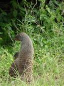 A family of banded mongoose shared Mweya campsite with us.: by steve_and_emma, Views[377]