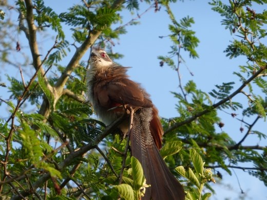 A coucal.