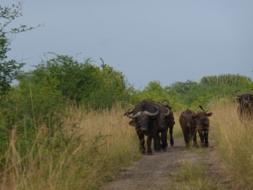 We came face to face with this lot in our little Rav 4!