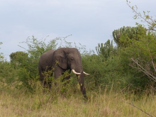 We saw loads of elephants in the park.