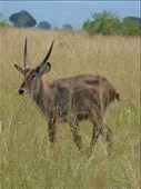 Waterbuck.: by steve_and_emma, Views[553]
