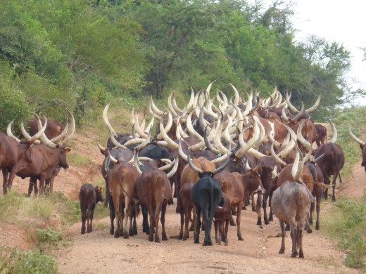 Traffic jam on the road to Lake Mburu !