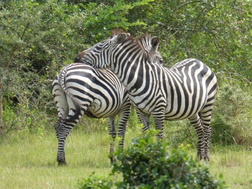 You can find lots of wildlife even outside the park gates.