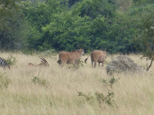 The biggest yet most shy antelope - the eland.